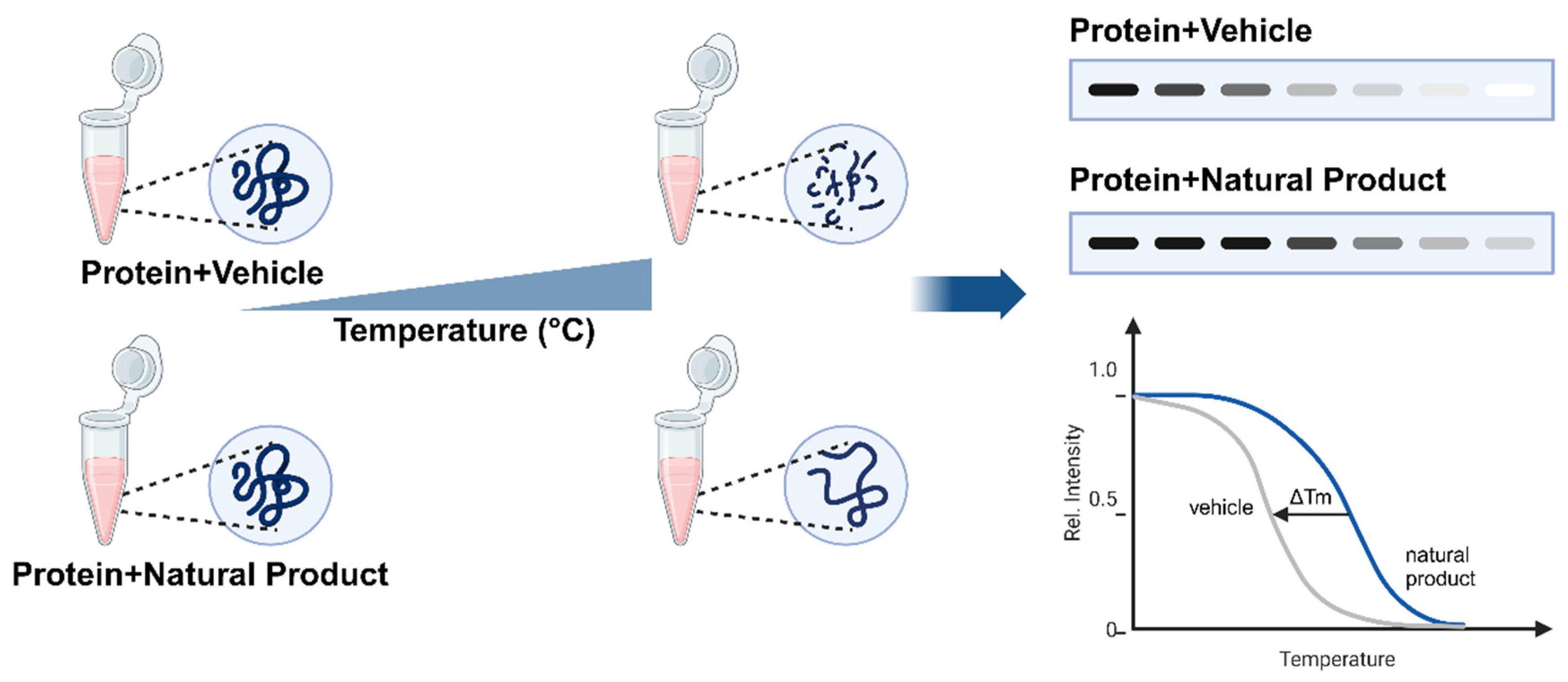 Cellular thermal shift assay (CETSA) principle: ligand binding stabilizes proteins against heat-induced denaturation, shifting the melting temperature