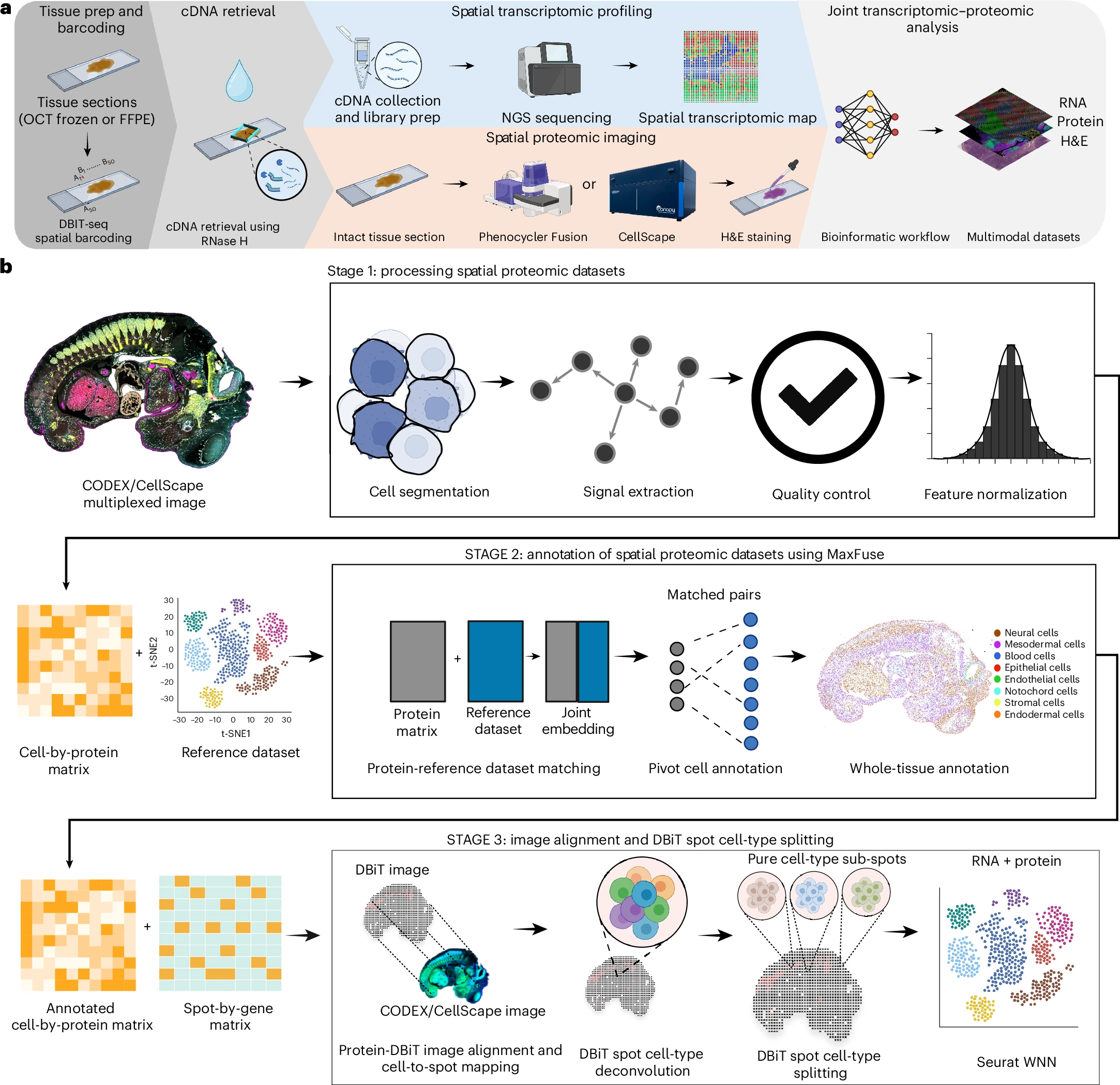 DBiTplus workflow: tissue barcoding and cDNA retrieval for spatial transcriptomics combined with CODEX/CellScape multiplexed protein imaging on the same section, with three-stage bioinformatic pipeline for cell segmentation, MaxFuse annotation, and imaging-guided spot deconvolution into single-cell-resolved RNA and protein atlases
