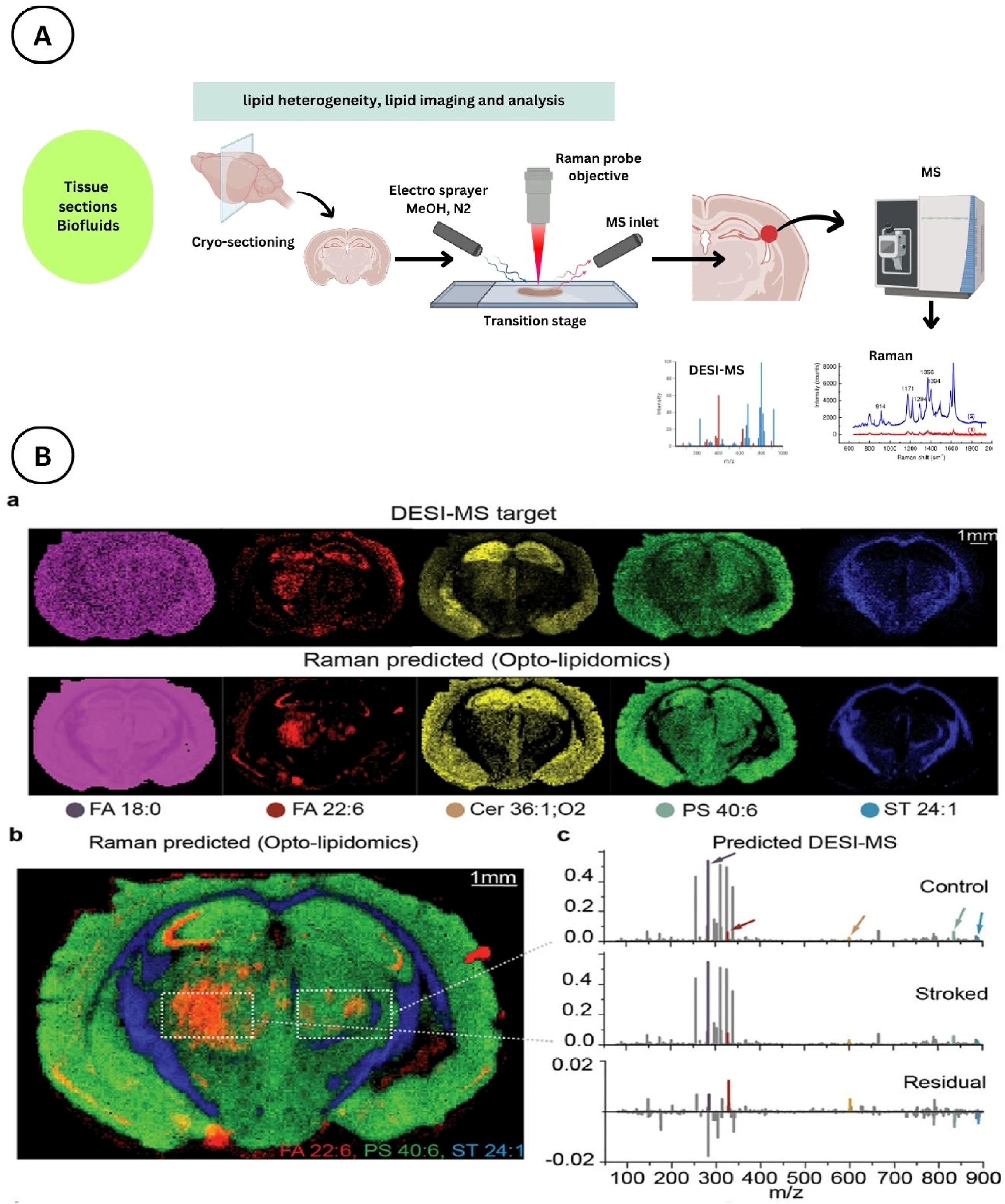 Raman-DESI-MS spatial lipidomics workflow: cryo-sectioned tissue sections imaged by combined Raman and DESI-MS to map lipid species across intact brain tissue