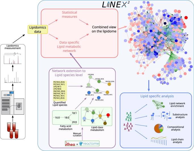 LINEX² framework: lipidomics data input to data-specific lipid metabolic network extension, statistical visualization, and lipid-specific analysis including network enrichment, substructure, compositional, and lipid chain analysis