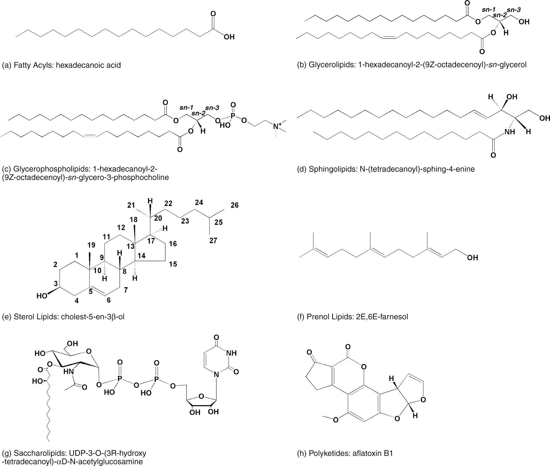 Representative chemical structures for each of the eight major lipid categories: fatty acyls, glycerolipids, glycerophospholipids, sphingolipids, sterol lipids, prenol lipids, saccharolipids, and polyketides